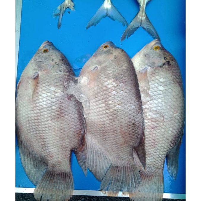 

IKAN GURAME SEGAR SIZE 2