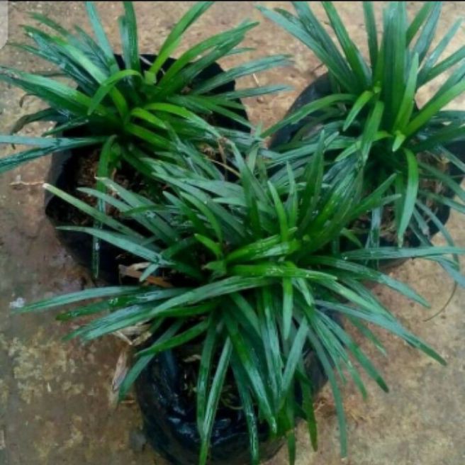 paket 3 pohon liliacea lili paris hijau