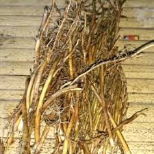 

Ready akar bambu kuning segar 500gr herbal