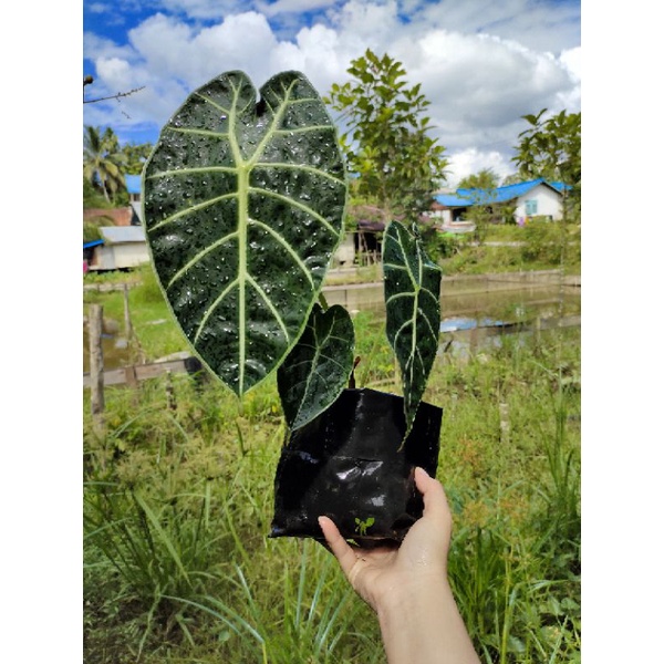 Alocasia Watsoniana Glossy Remaja