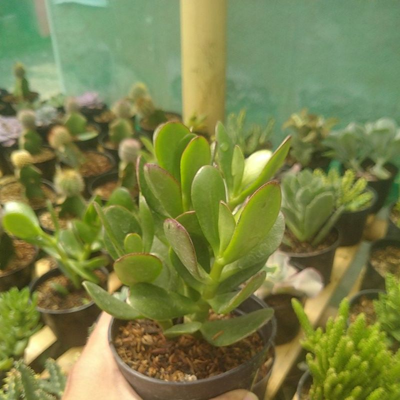 Sukulen jade plant
