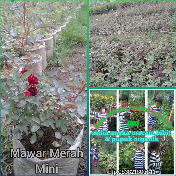 Kw A Jso Bibit Bunga Mawar Jenis Bunga Mini