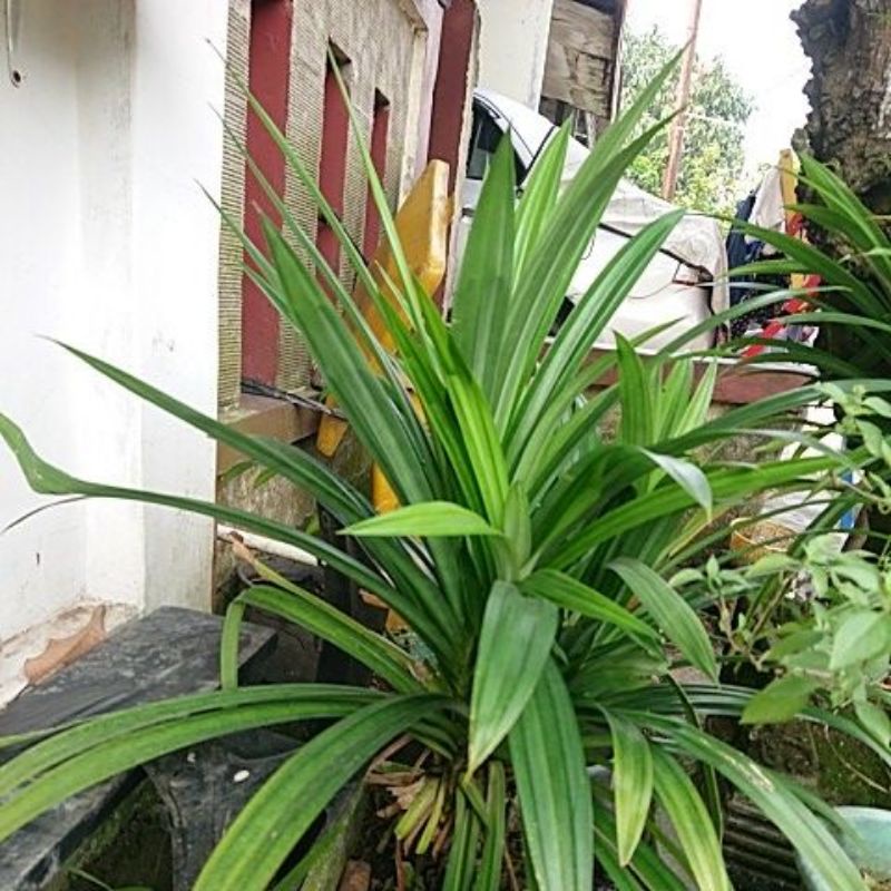 

Daun Pandan