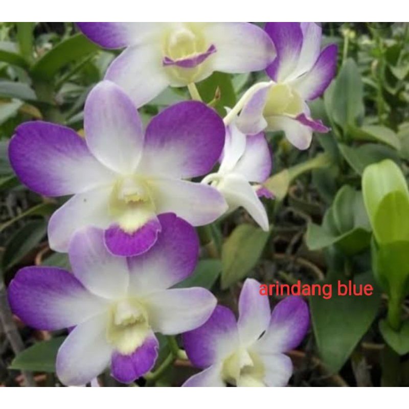 dendrobium arindang blue pradewasa