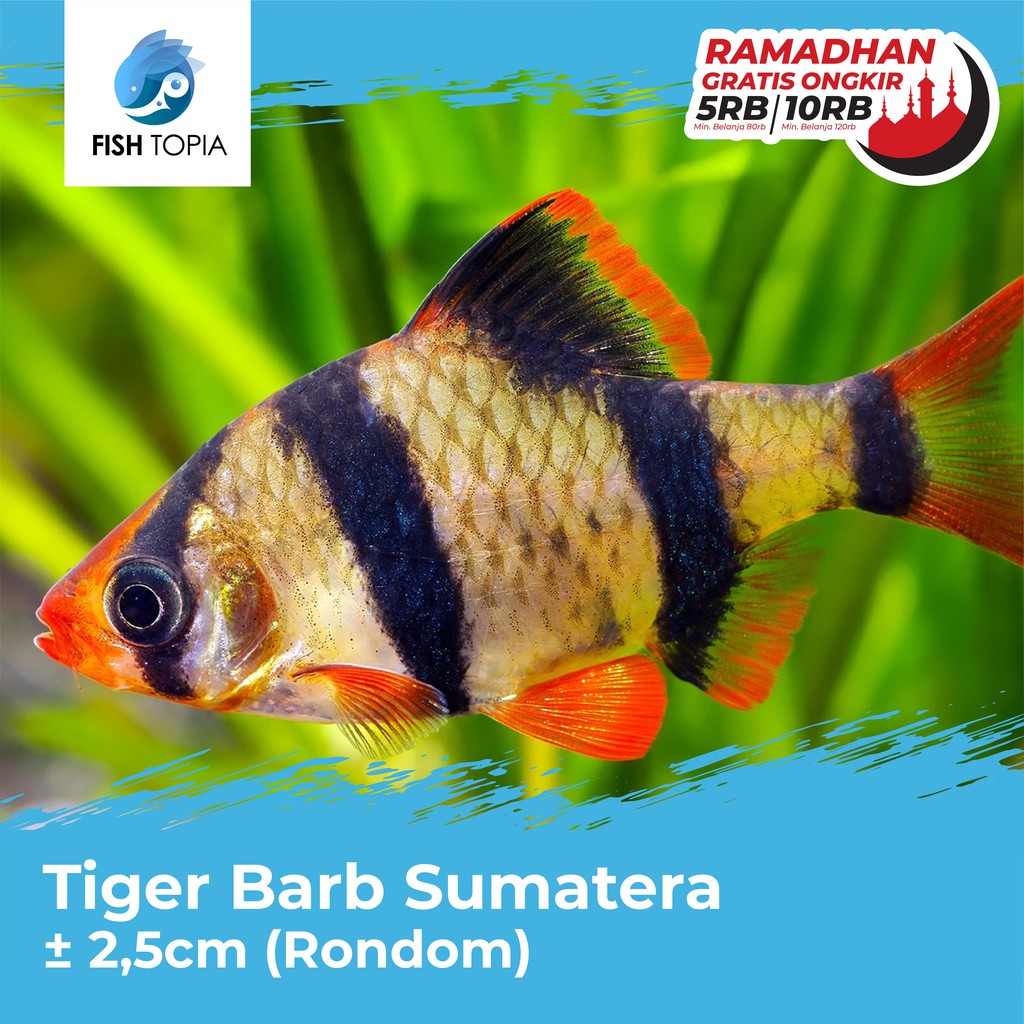 Tiger Barb Ikan Hias Sumatra / Hiasan Aquarium Aquascape Fish