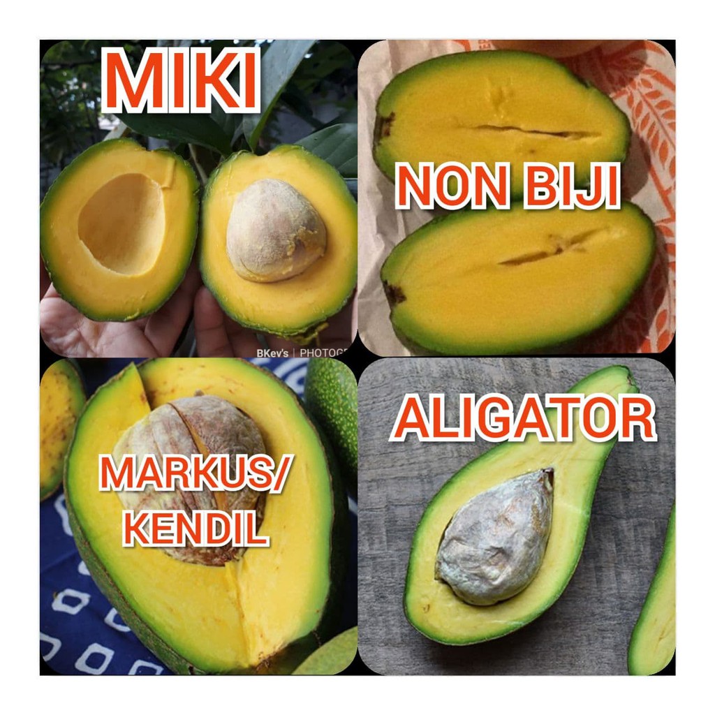 Jual Paket 4 Jenis Alpukat Unggulan (MARKUS, ALIGATOR, MIKI, NON BIJI