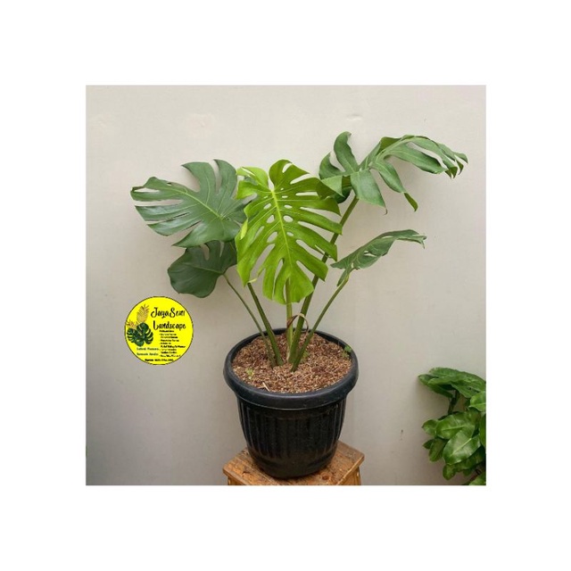 TANAMAN HIAS MONSTERA BESAR + POT HITAM