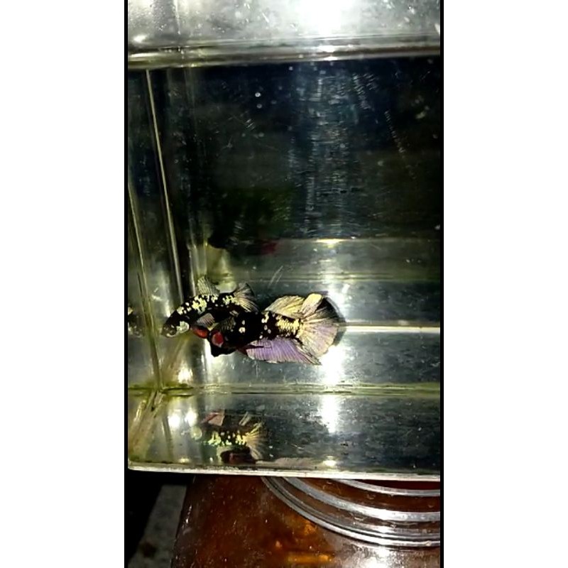 Cupang Avatar Copper Gold