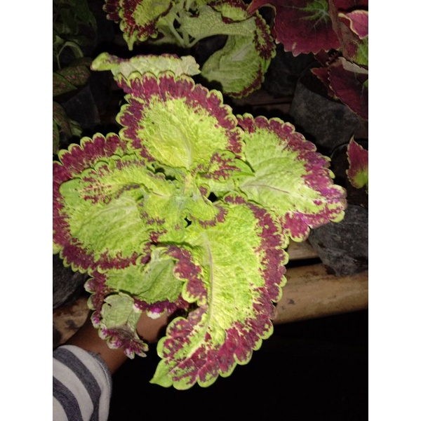 Tanaman Miana Premium Langka Arjuna