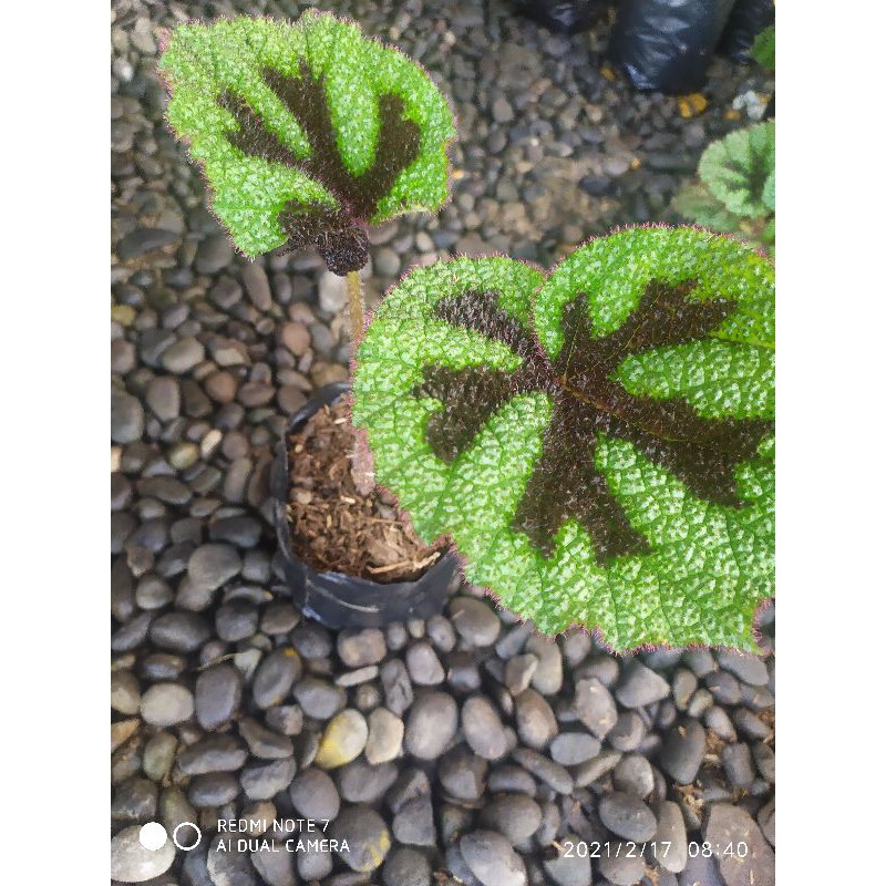 Begonia Tapak Macan