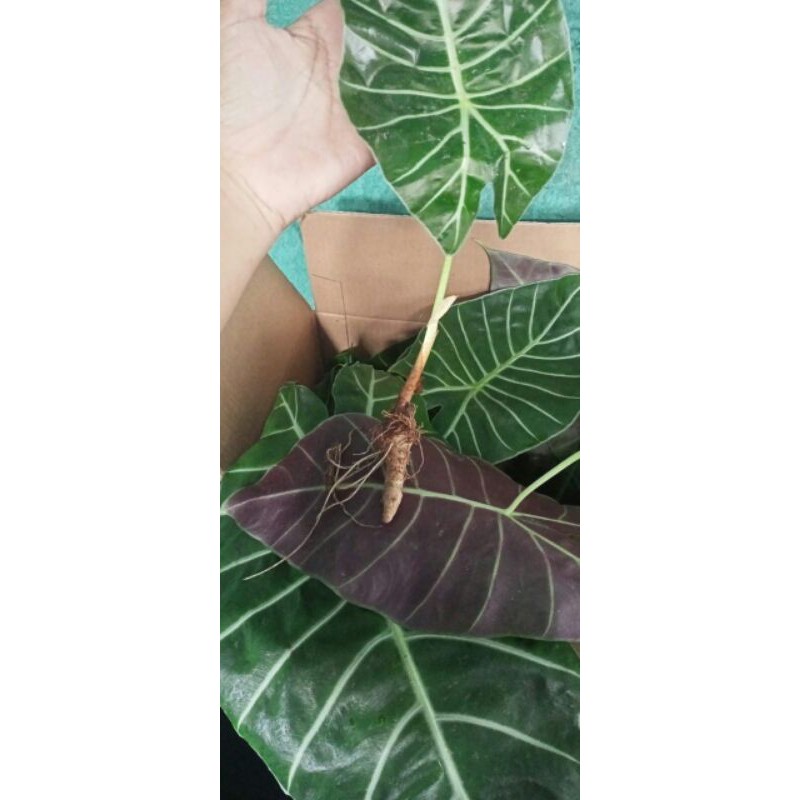 Alocasia Watsoniana SP Borneo + Bonggol Alocasia Watsoniana