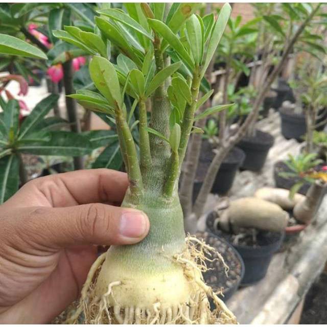 Bibit Tanaman bunga adenium cabang seribu bahan bonsai bonggol besar