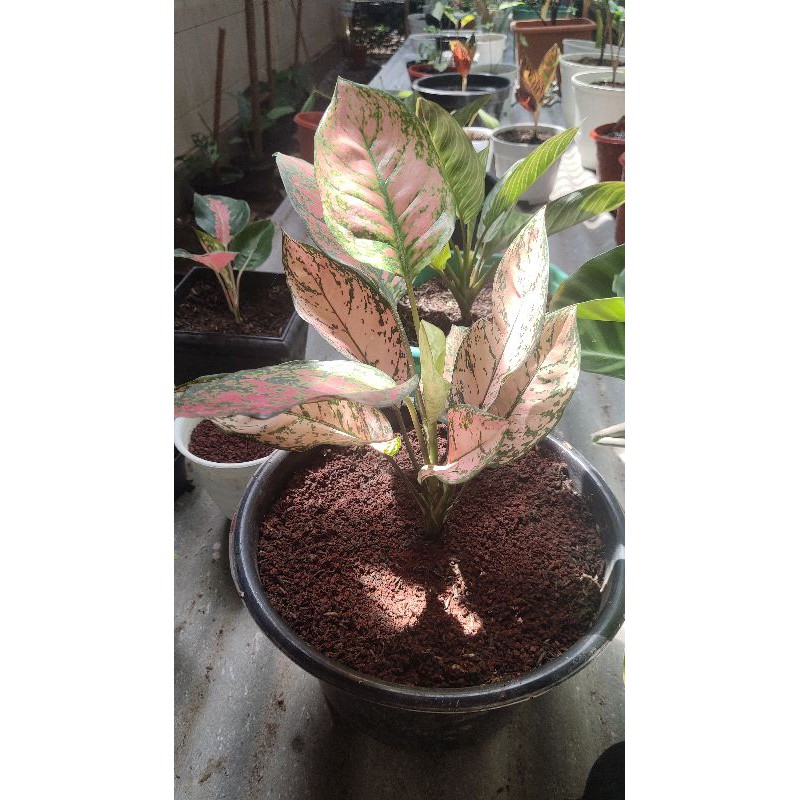 Aglonema Lady Valentine Jumbo Realpict