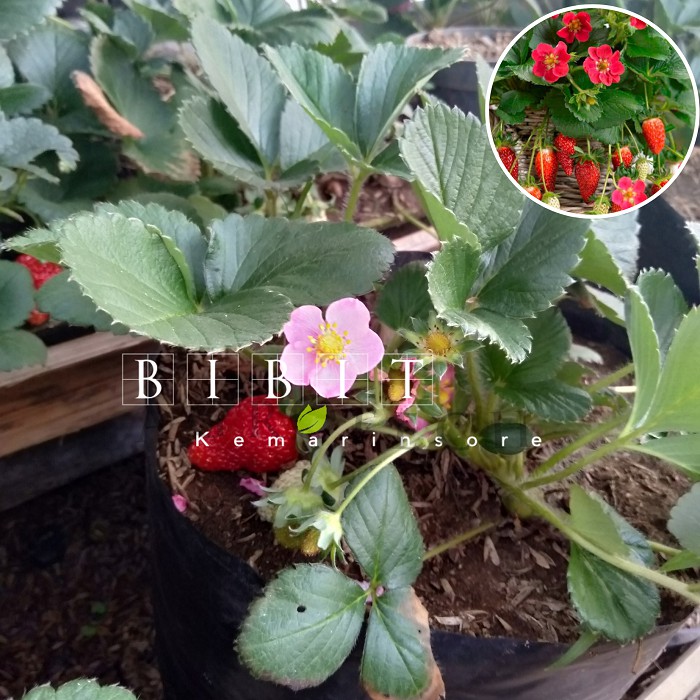 Bibit Tanaman Buah Strawberry Merlan Berbuah Kondisi Rimbun Tanaman Strawberry Bunga Pink Berbuah