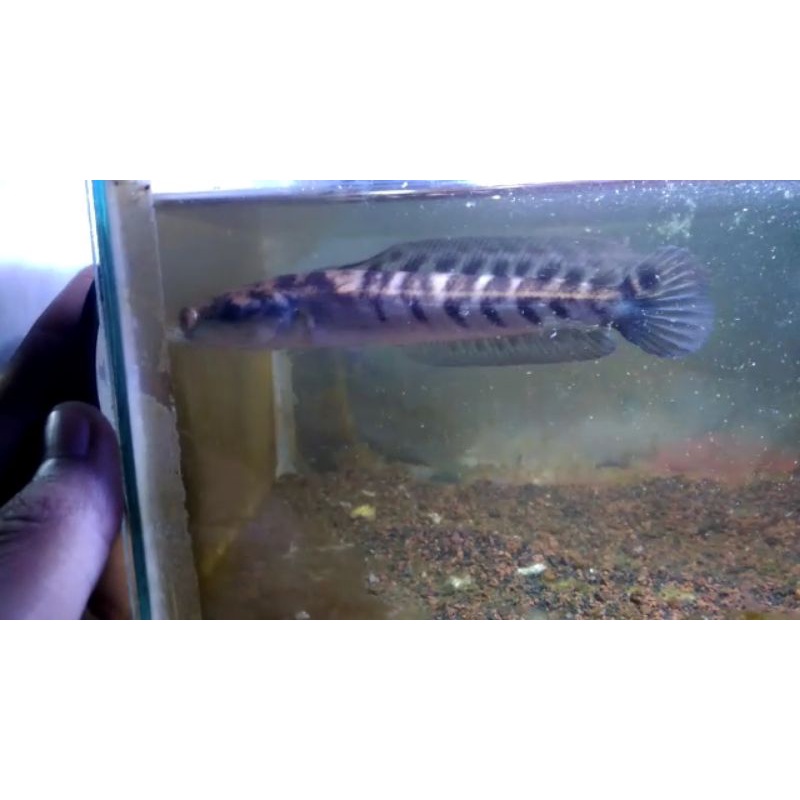 Maru kelas progress simet