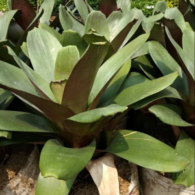 Tanaman hias bromelia giant - Bromel besar - bromelia