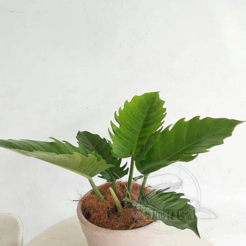 philodendron green saw/philo gergaji