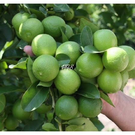 BIBIT JERUK LEMON LOKAL