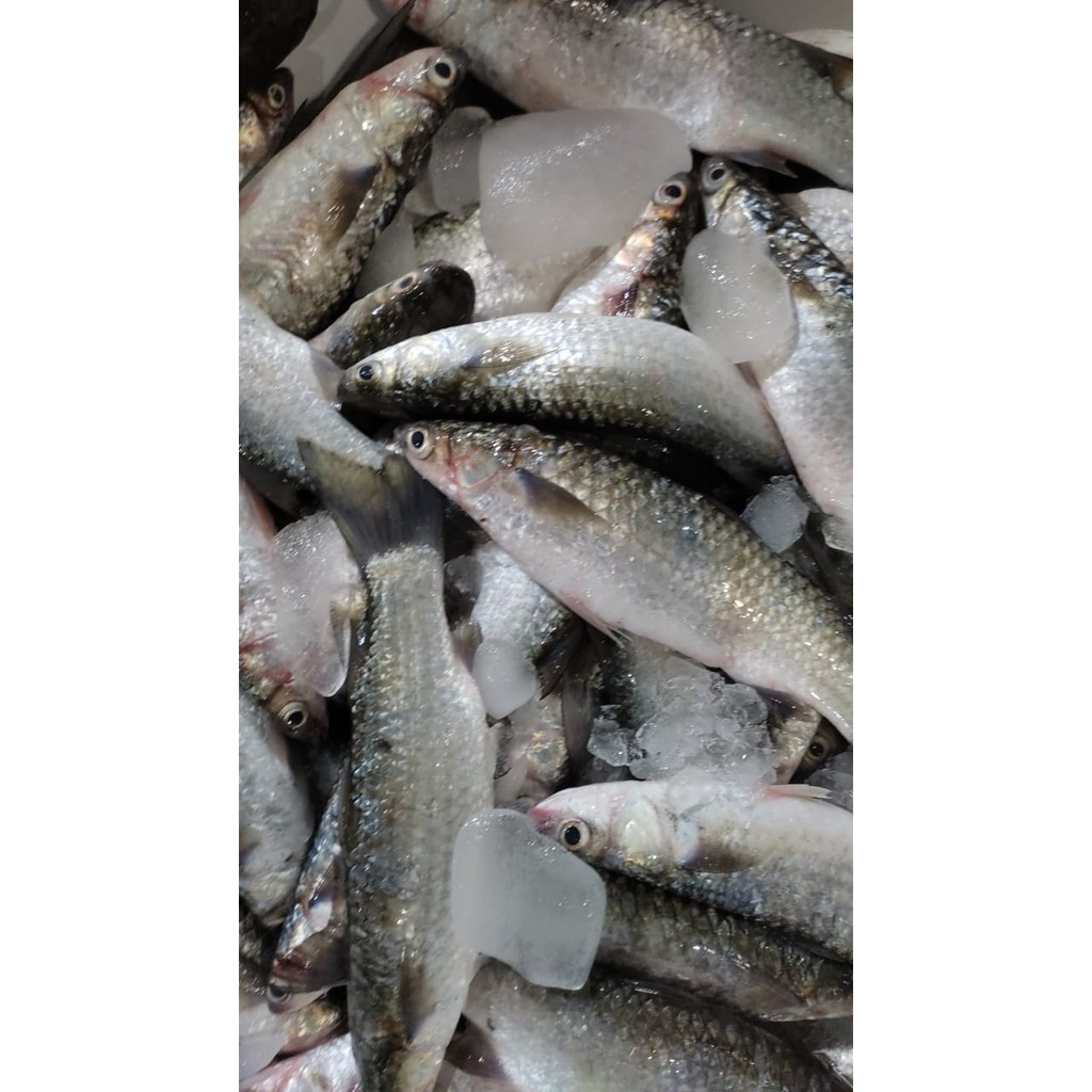 

Ikan Blanak - 1Kg