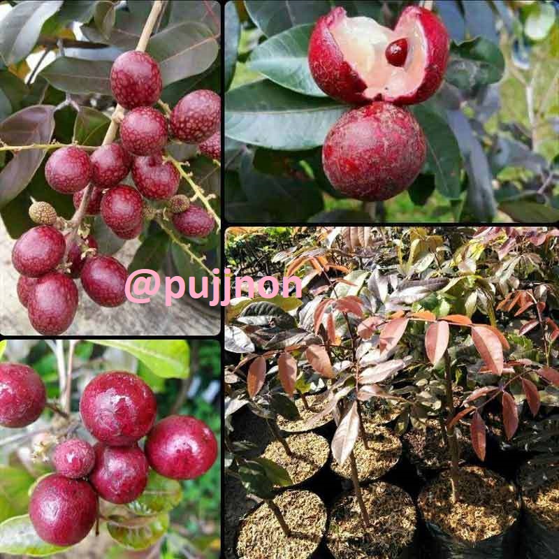 Paket 2 Bibit Kelengkeng Merah dan Kelengkeng Matalada Super