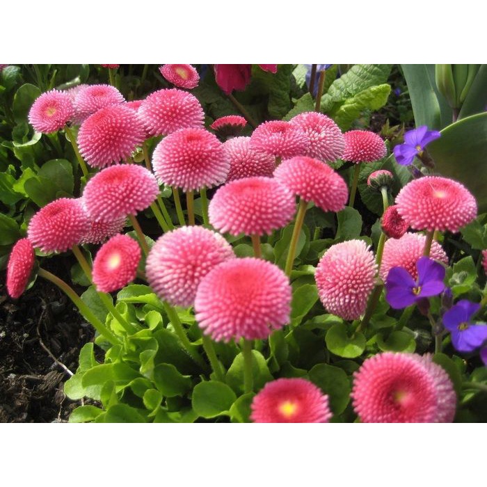 Benih Bibit Biji - Bunga English Daisy Mix Bellis perennis Pomponette Flower Seeds - IMPORT