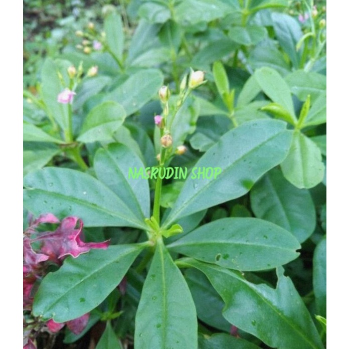 DAUN GINSENG JAWA 1KG SEGAR LANGSUNG PETIK | KROKOT BELANDA | DAUN GINGSENG JAWA | DAUN SOM JAWA
