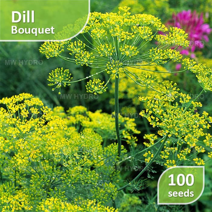 100 Seed - Dill Bouquet (Benih Dill)