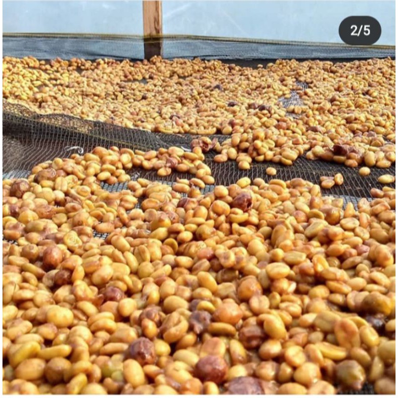 

Greanbean arabika honey anaerob SUBARDA