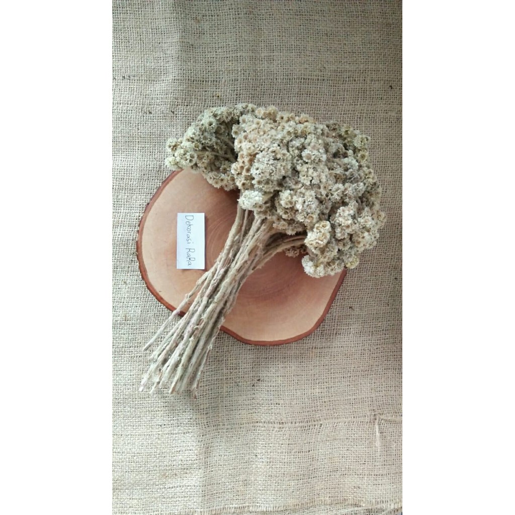Bunga Kering Edelweis Natural Shopee Indonesia Bunga Kering Edelweis Natural Shopee Indonesia