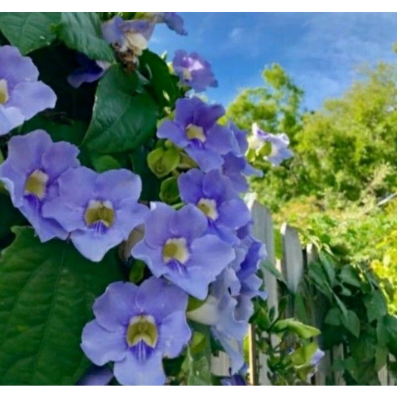 tanaman hias merambat tanaman hias tumbergia tanaman hidup tanaman tumbergia