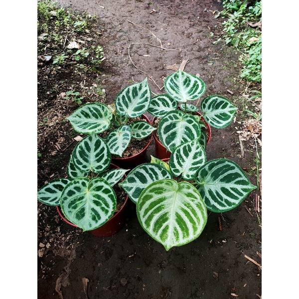 anthurium dorayaki