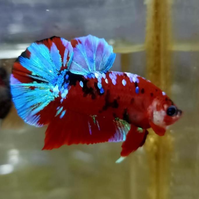 Anakan / Bahanan Ikan Cupang Hias Nemo Galaxi Multi Colour #005