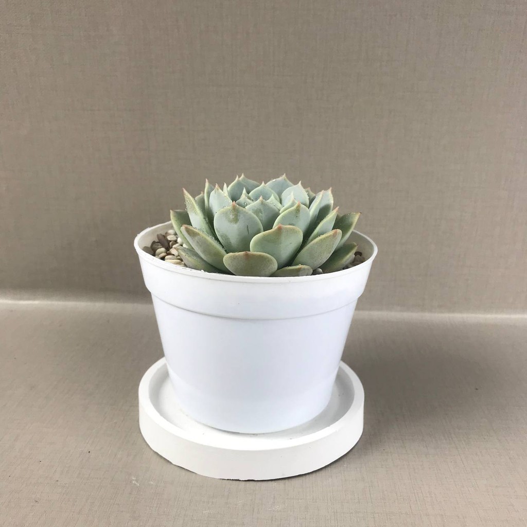 Tanaman Hias Hidup Echeveria Lola (full pot 10 cm) (Free pot Tawon + Batu Warna+ Tatakan pot)