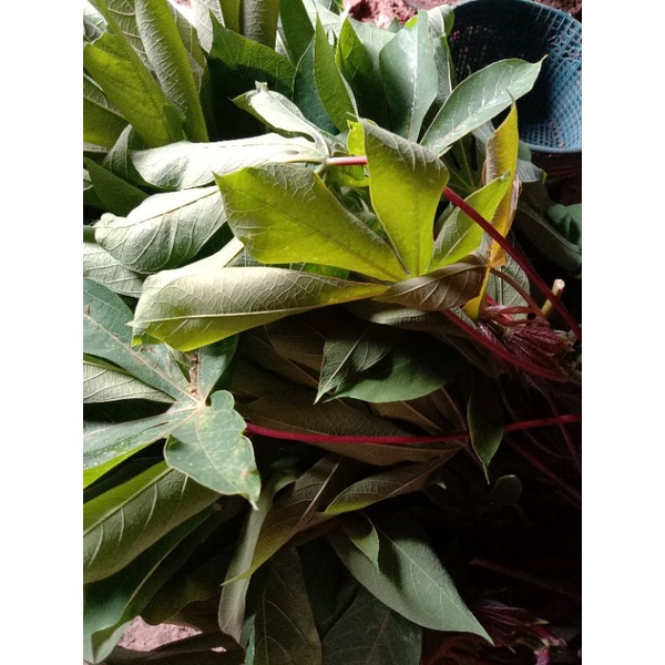 

Daun singkong segar 250 gr
