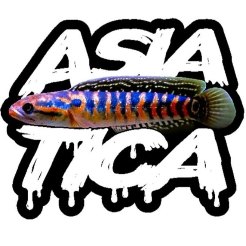 Stiker Channa Asiatica
