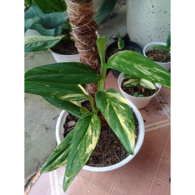 Monstera Standleyana variegata kuning