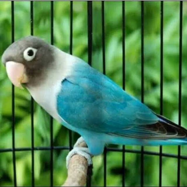 Burung lovebird cobalt