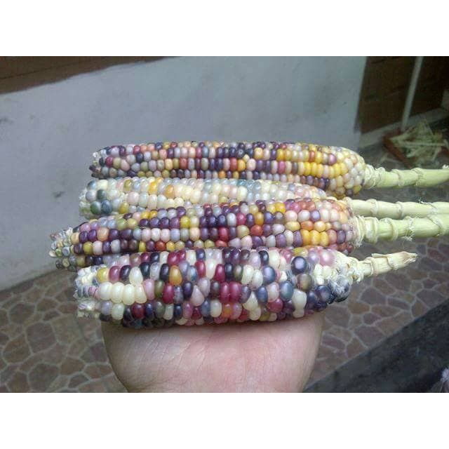 BENIH   BIJI   BIBIT GLASS GEM CORN   JAGUNG WARNA WARNI   PERMATA   Murah