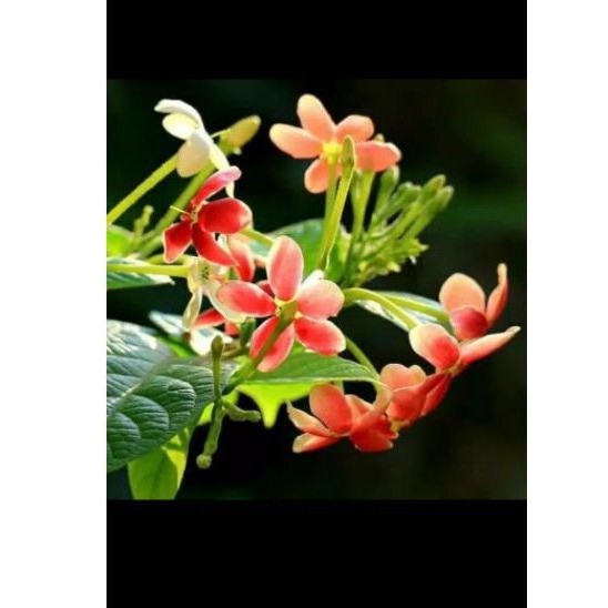 tanaman hias bunga melati belanda/melati belanda