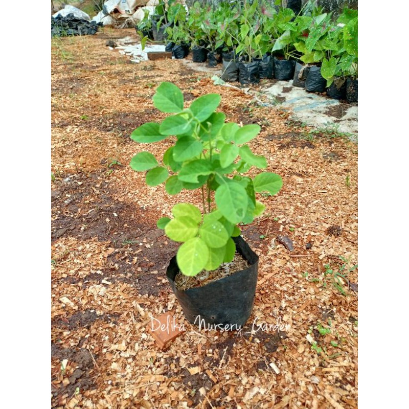 Bibit Kembang Teleng