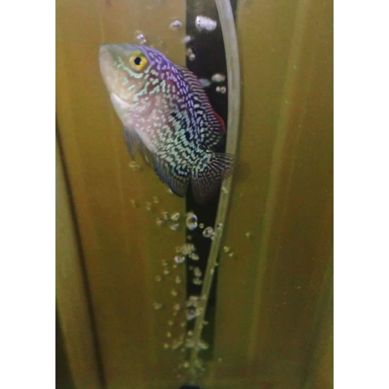 Baby kamfa F2 black red original thailand