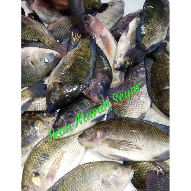 

IKAN NILA SEGAR 1 Kg TILAPIA / MUJAIR