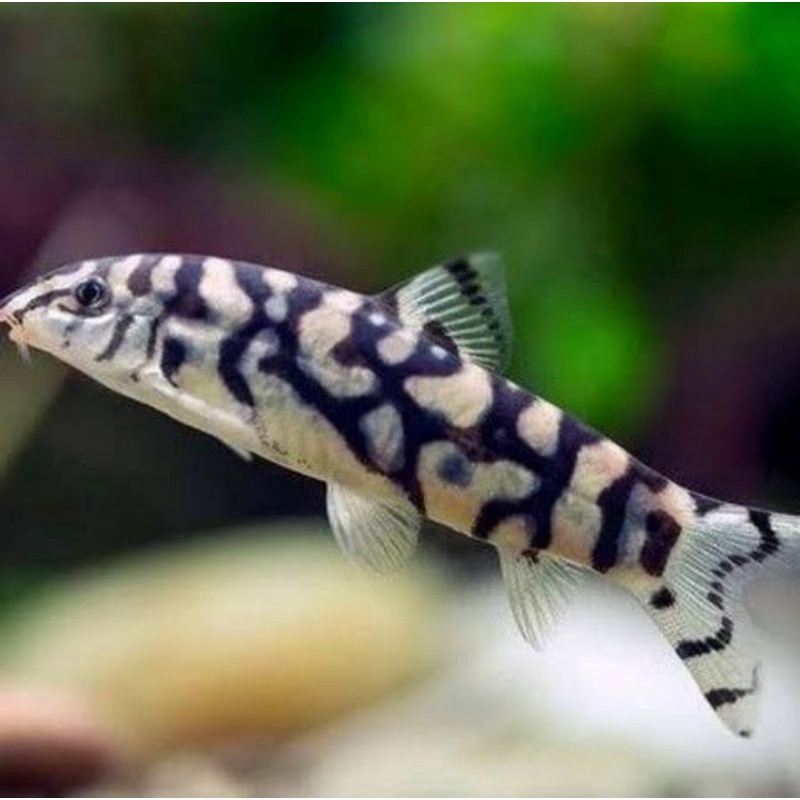 ikan botia pakistani