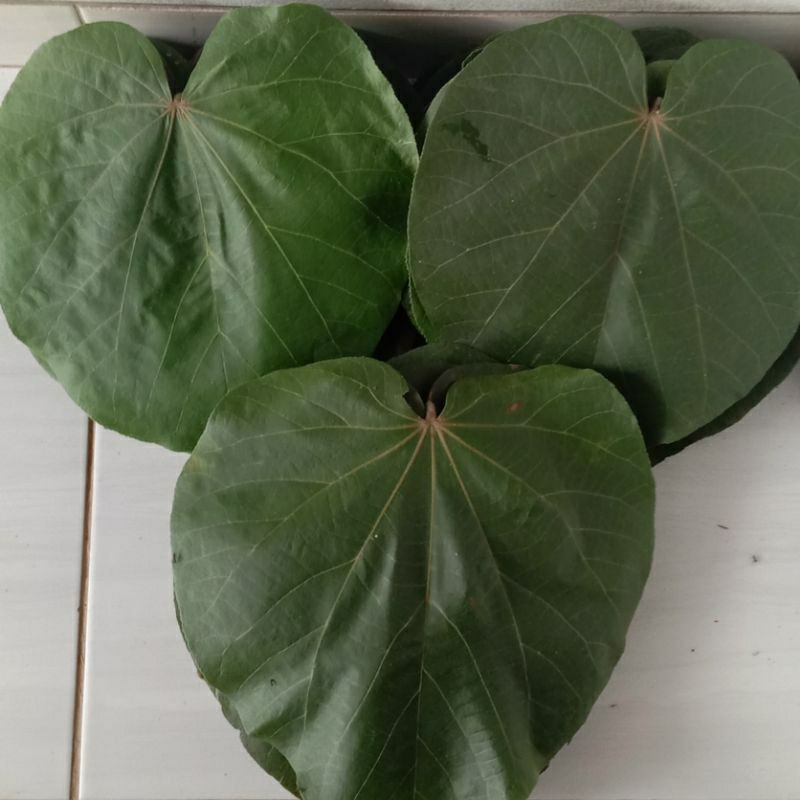 

Daun waru fresh segar alami herbal 300 gram