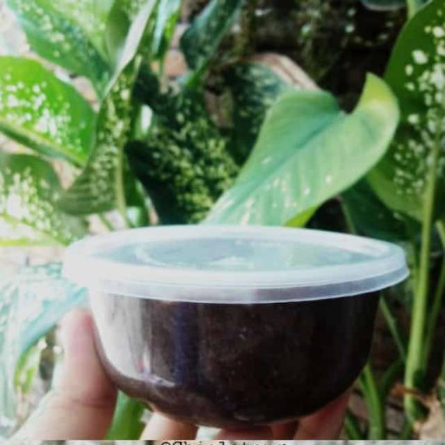 Bedak Lotong Khas Bugis