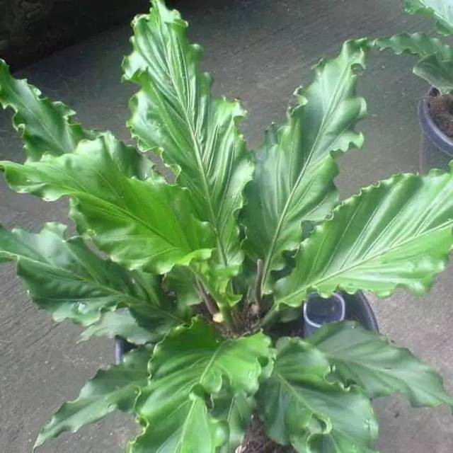 PROMO PAKET 3 JENIS TANAMAN HIAS ANTHURIUM-COBRA JEMANI-MIKYMOUS-GELOMBANG CINTA