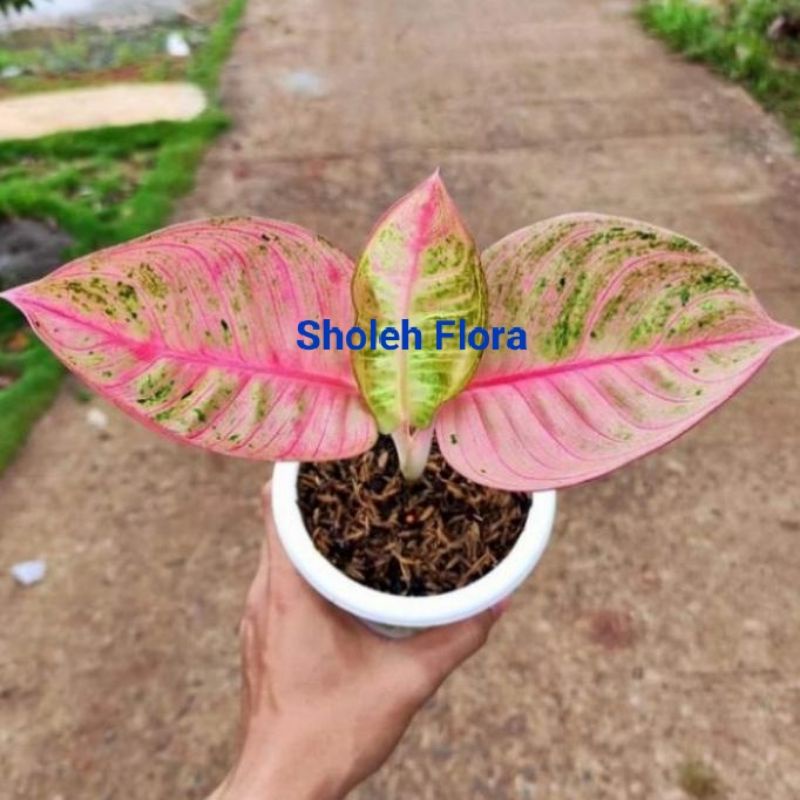 Aglonema Romantic Love Baby/anakan