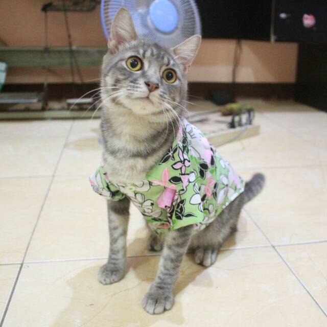 Edisi spesial baju pantai happy international cat day / baju kucing lucu size S M L XL