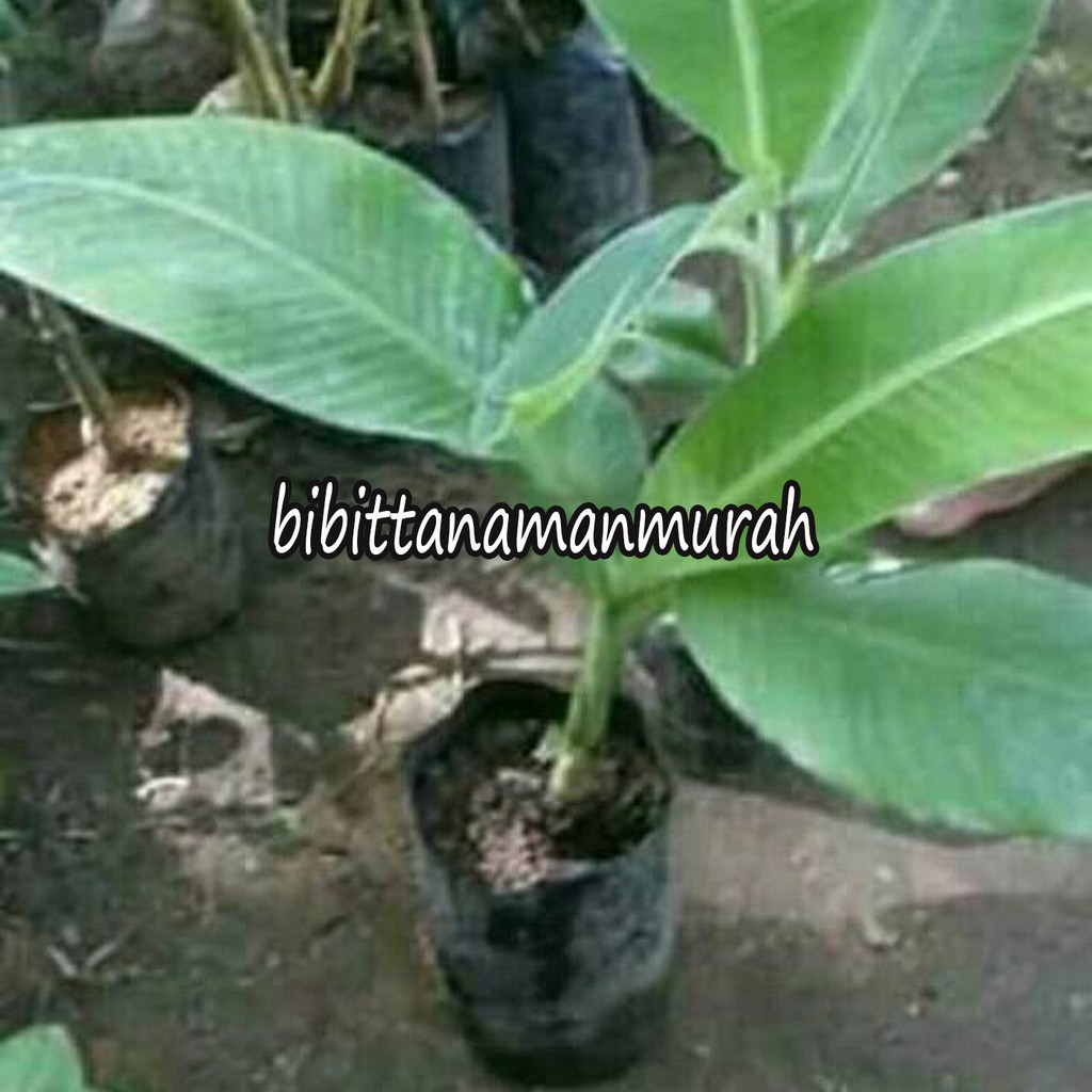 BIBIT PISANG RAJA MANIS