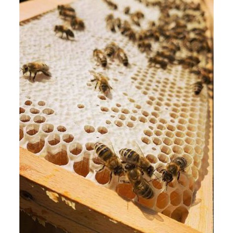 

MADU SARANG 250 gram